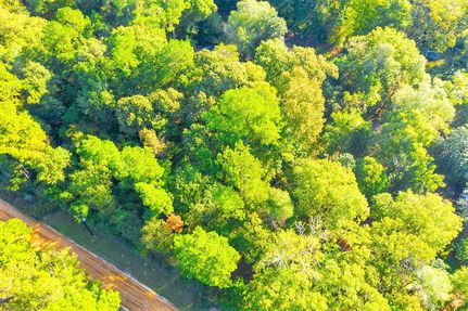 Undeveloped Land in Polk County, Texas