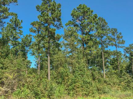 Timberland Property in San Jacinto County, Texas