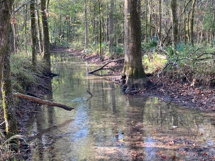 Undeveloped Land in Terrell County, Georgia