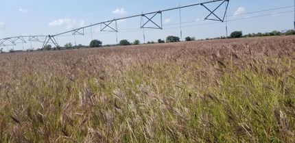 Timberland Property in Comanche County, Texas