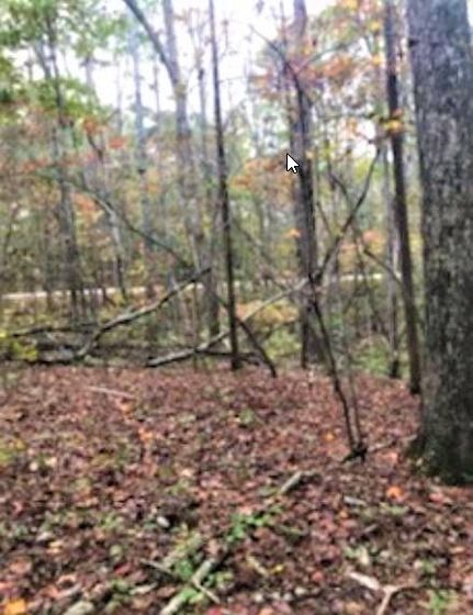Undeveloped Land in Stephens County, Georgia