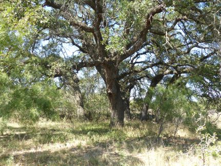 Timberland Property in McCulloch County, Texas