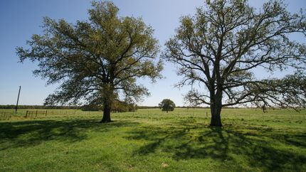 Undeveloped Land in Milam County, Texas