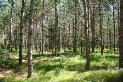Timberland Property in Burnett County, Wisconsin
