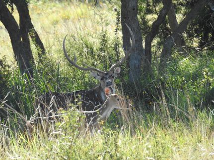 Farm and Ranch in Real County, Texas