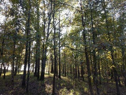 Timberland Property in Latimer County, Oklahoma