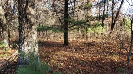 Undeveloped Land in Juneau County, Wisconsin