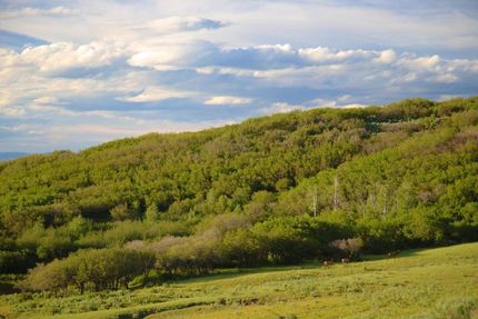 Undeveloped Land in Routt County, Colorado