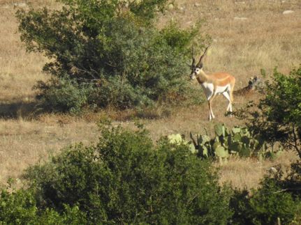 Farm and Ranch in Real County, Texas