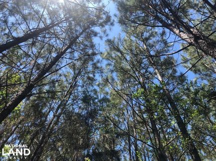 Farm and Ranch in Conecuh County, Alabama