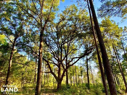 Timberland Property in Baldwin County, Alabama