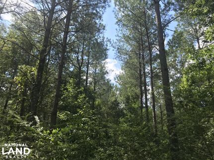 Timberland Property in Itawamba County, Mississippi