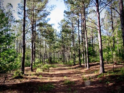 Undeveloped Land in Greenwood County, South Carolina