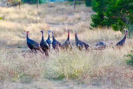 Land in Real County, Texas