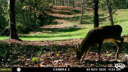 Timberland Property in Rappahannock County, Virginia