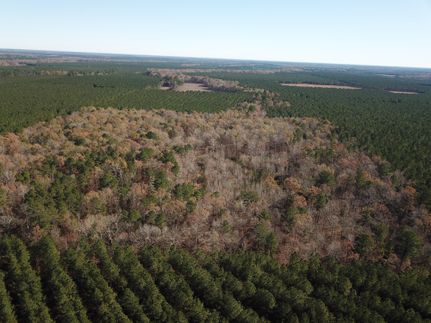 Timberland Property in Drew County, Arkansas
