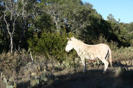 Farm and Ranch in San Saba County, Texas