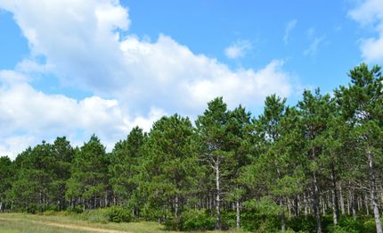 Timberland Property in Adams County, Wisconsin