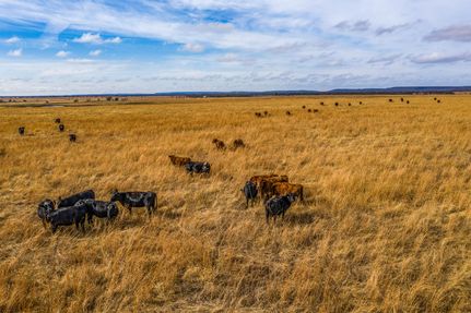 Timberland Property in Okmulgee County, Oklahoma