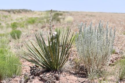 Land in Navajo County, Arizona