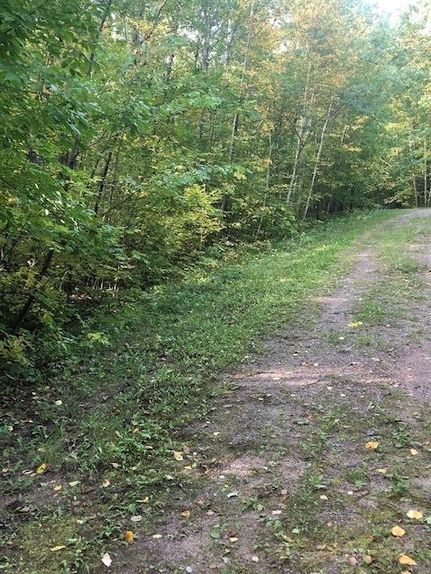 Undeveloped Land in Crow Wing County, Minnesota