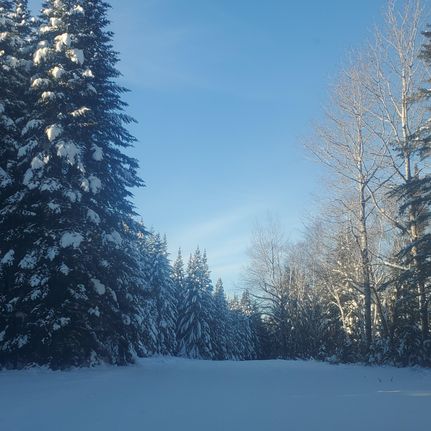 Undeveloped Land in Aroostook County, Maine