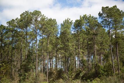 Timberland Property in Tyler County, Texas