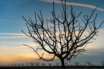 Farm and Ranch in Kings County, California