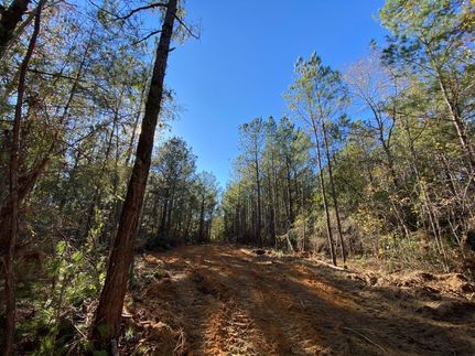 Hunting Property in Pike County, Alabama