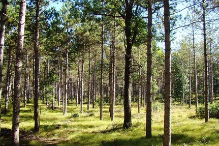 Timberland Property in Adams County, Wisconsin