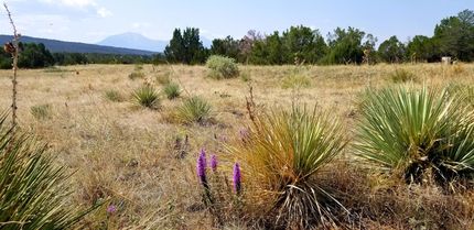 Undeveloped Land in Huerfano County, Colorado