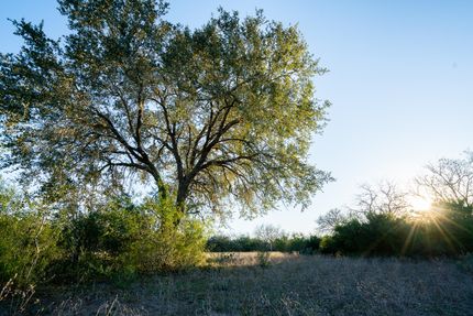 Timberland Property in Bee County, Texas