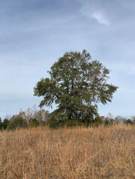 Undeveloped Land in Dallas County, Alabama