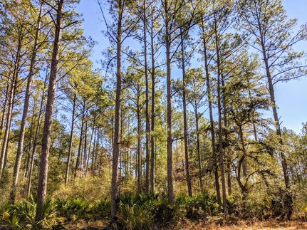 Farm and Ranch in Jefferson County, Florida