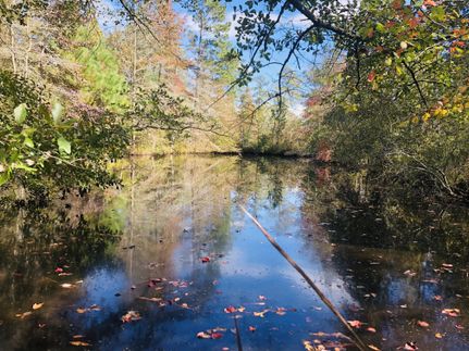 Undeveloped Land in Williamsburg County, South Carolina
