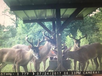 Recreational Property in Henry County, Alabama