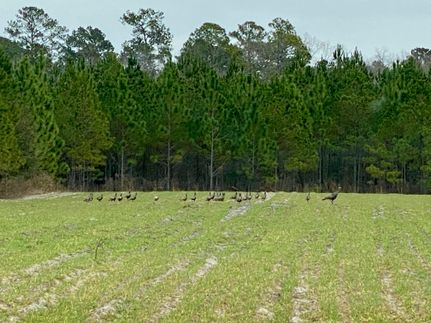 Undeveloped Land in Jasper County, South Carolina