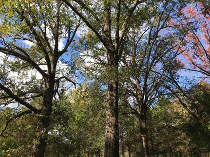 Undeveloped Land in Harrison County, Texas