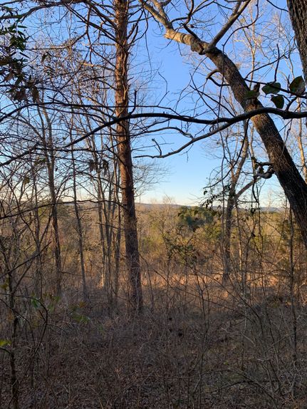 Timberland Property in Etowah County, Alabama