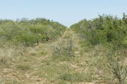 Hunting Property in Duval County, Texas
