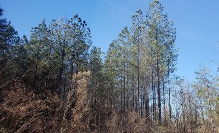 Timberland Property in Marengo County, Alabama