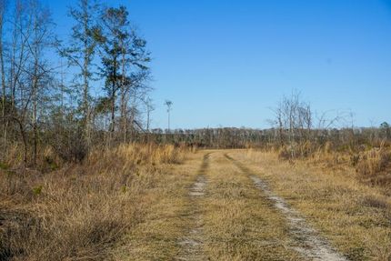 Undeveloped Land in Jasper County, South Carolina