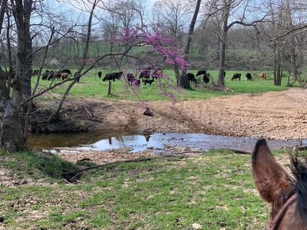 Farm and Ranch in Howell County, Missouri