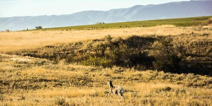 Undeveloped Land in Sheridan County, Wyoming