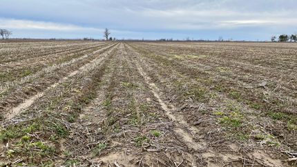Farm and Ranch in Mississippi County, Arkansas