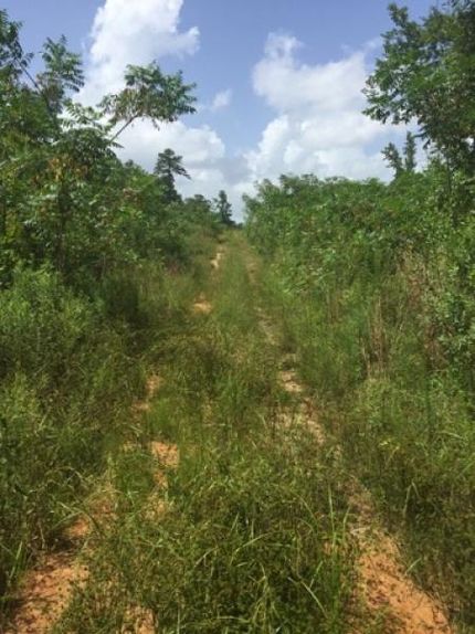 Undeveloped Land in Simpson County, Mississippi