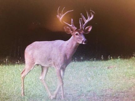 Undeveloped Land in Copiah County, Mississippi