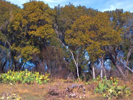 Undeveloped Land in Edwards County, Texas