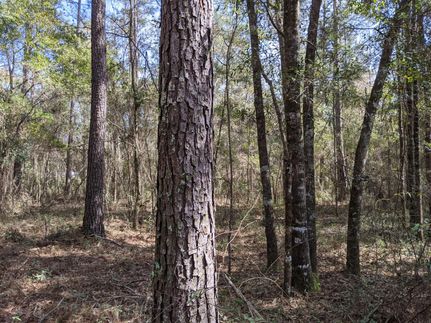 Timberland Property in Jefferson County, Florida