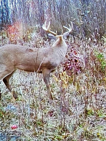 Undeveloped Land in Osceola County, Michigan